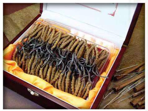 凌源冬虫夏草回收